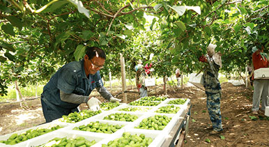 河北唐山:獼猴桃采摘忙
